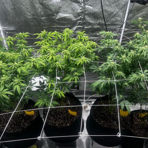 Blue Sunset Sherbet  growlog timeline photo