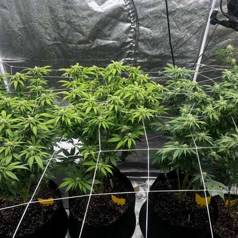 Blue Sunset Sherbet  growlog timeline photo