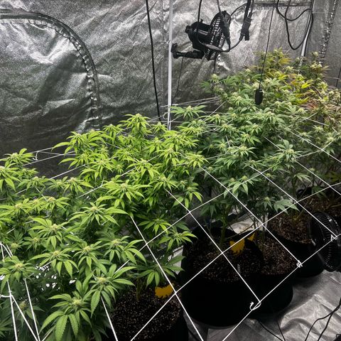 Blue Sunset Sherbet  growlog timeline photo