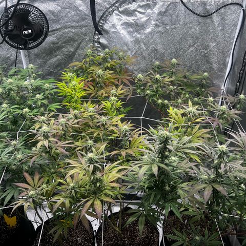 Blue Sunset Sherbet  growlog timeline photo