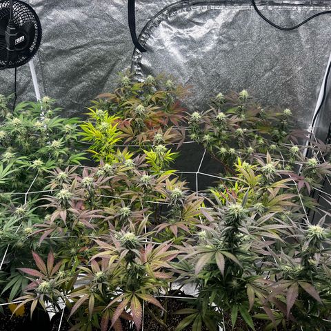 Blue Sunset Sherbet  growlog timeline photo