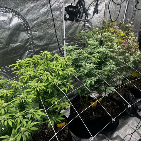 Blue Sunset Sherbet  growlog timeline photo