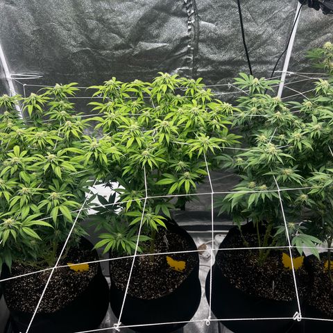 Blue Sunset Sherbet  growlog timeline photo