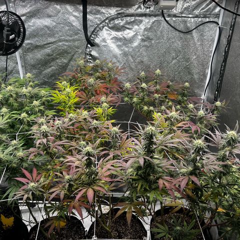 Blue Sunset Sherbet  growlog timeline photo