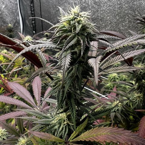 Blue Sunset Sherbet  growlog timeline photo