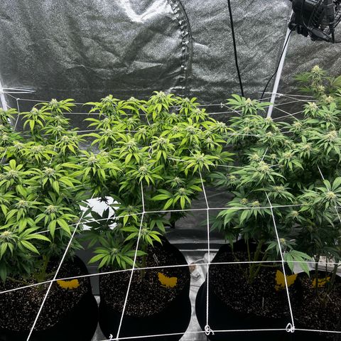 Blue Sunset Sherbet  growlog timeline photo