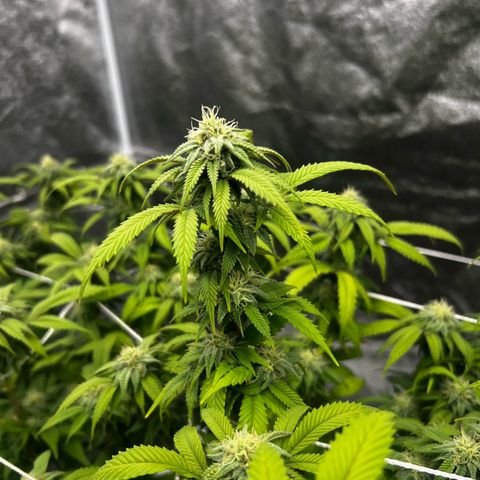 Blue Sunset Sherbet  growlog timeline photo