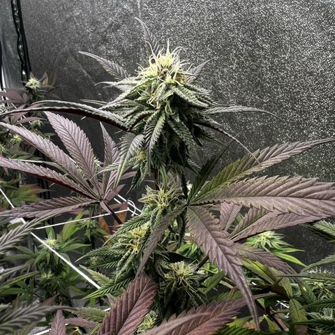 Blue Sunset Sherbet  growlog timeline photo