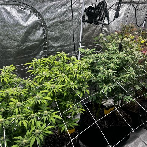 Blue Sunset Sherbet  growlog timeline photo