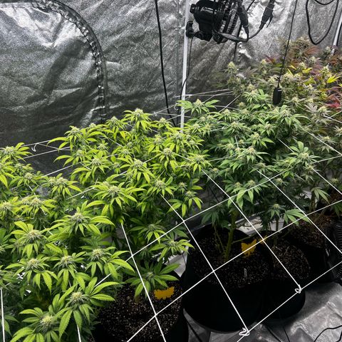 Blue Sunset Sherbet  growlog timeline photo
