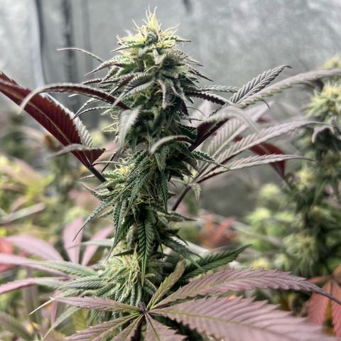 Blue Sunset Sherbet  growlog timeline photo