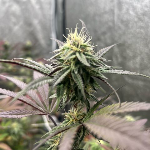 Blue Sunset Sherbet  growlog timeline photo