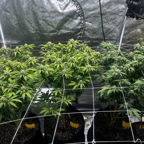 Blue Sunset Sherbet  growlog timeline photo