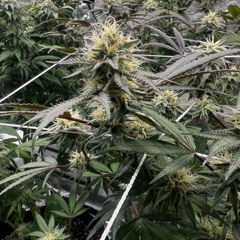 Blue Sunset Sherbet  growlog timeline photo