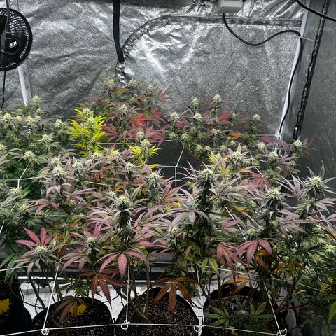 Blue Sunset Sherbet  growlog timeline photo