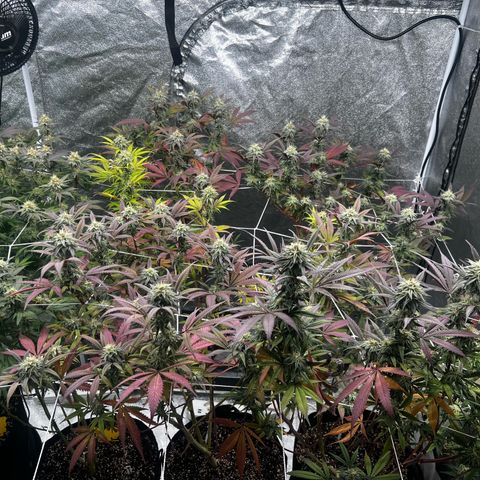 Blue Sunset Sherbet  growlog timeline photo