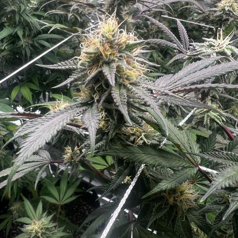 Blue Sunset Sherbet  growlog timeline photo