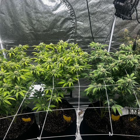 Blue Sunset Sherbet  growlog timeline photo