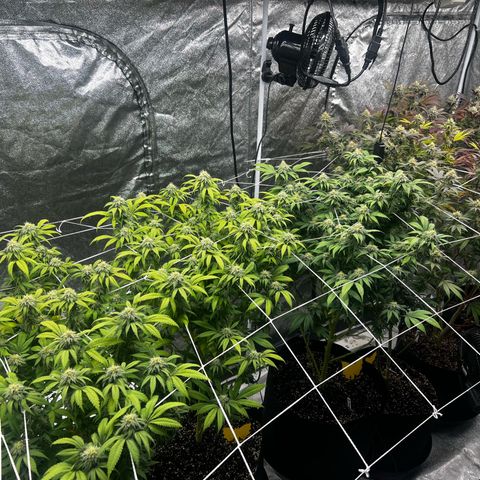 Blue Sunset Sherbet  growlog timeline photo