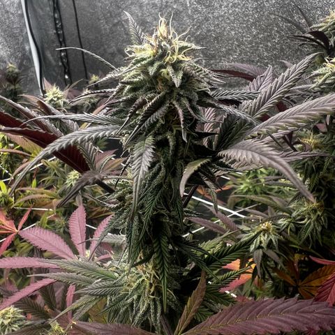 Blue Sunset Sherbet  growlog timeline photo