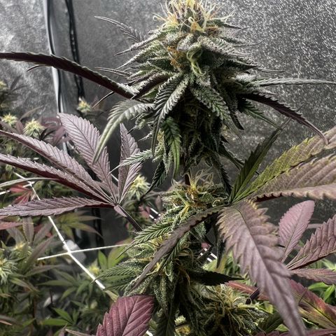 Blue Sunset Sherbet  growlog timeline photo