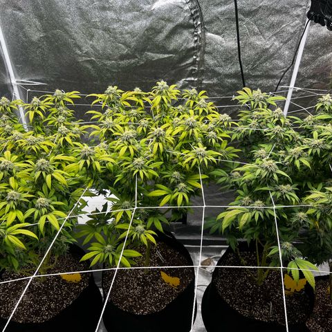 Blue Sunset Sherbet  growlog timeline photo