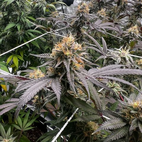 Blue Sunset Sherbet  growlog timeline photo