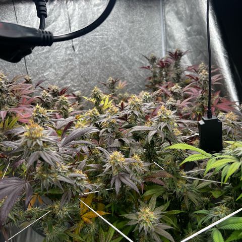 Blue Sunset Sherbet  growlog timeline photo