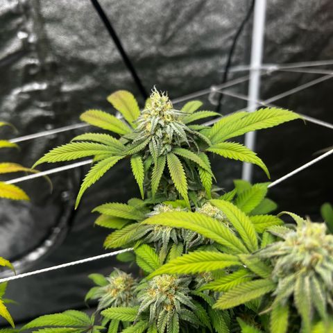 Blue Sunset Sherbet  growlog timeline photo