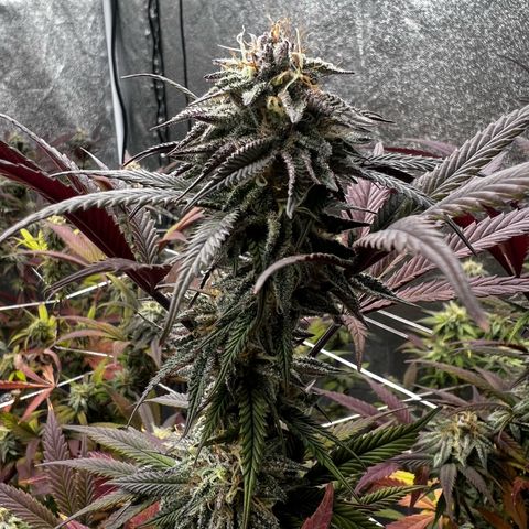 Blue Sunset Sherbet  growlog timeline photo