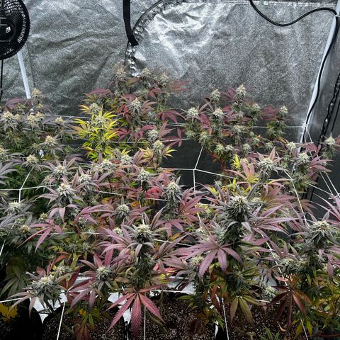 Blue Sunset Sherbet  growlog timeline photo