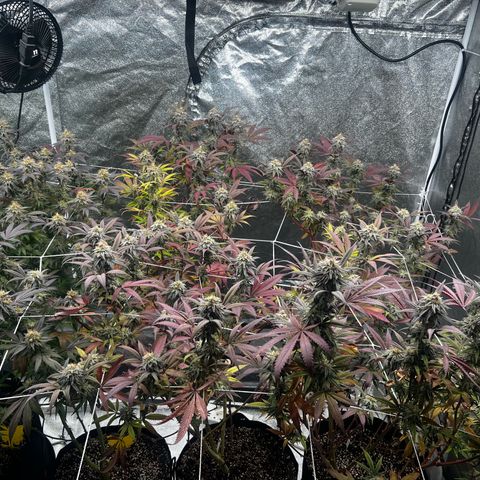 Blue Sunset Sherbet  growlog timeline photo