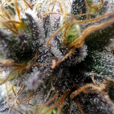 Blue Sunset Sherbet  growlog timeline photo