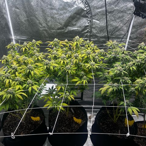 Blue Sunset Sherbet  growlog timeline photo
