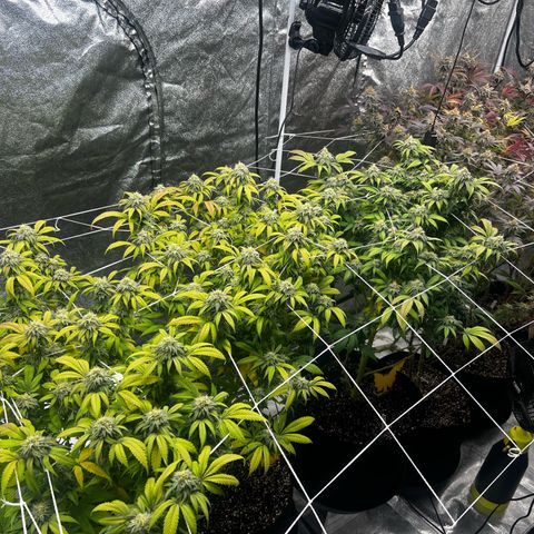 Blue Sunset Sherbet  growlog timeline photo