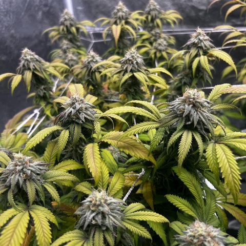 Blue Sunset Sherbet  growlog timeline photo