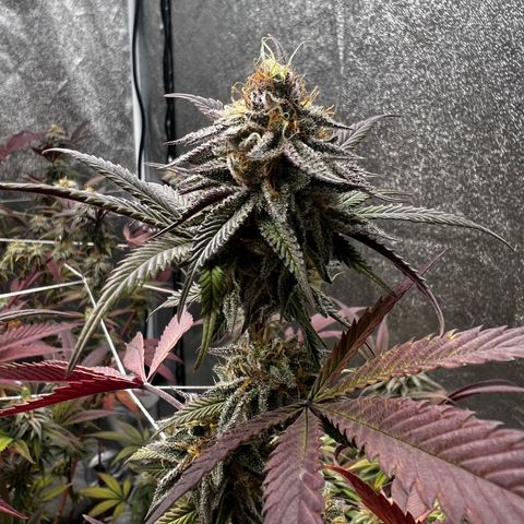 Blue Sunset Sherbet  growlog timeline photo