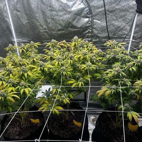 Blue Sunset Sherbet  growlog timeline photo
