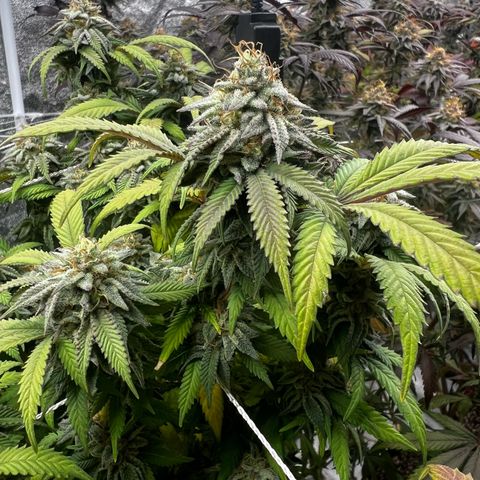 Blue Sunset Sherbet  growlog timeline photo
