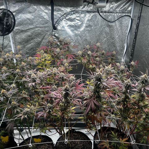 Blue Sunset Sherbet  growlog timeline photo