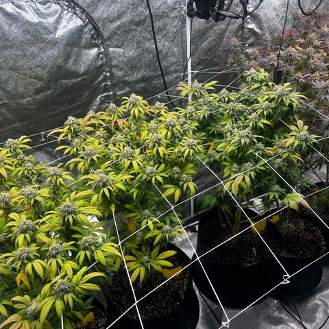 Blue Sunset Sherbet  growlog timeline photo