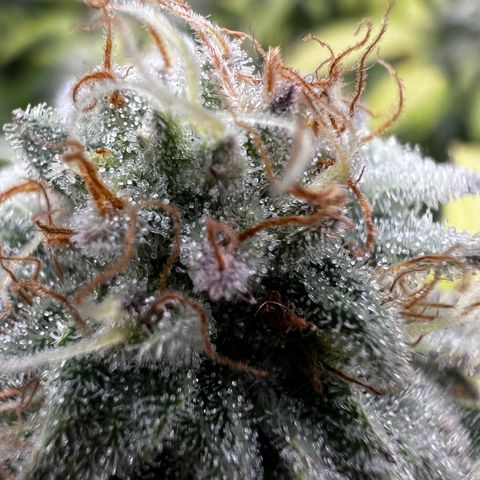 Blue Sunset Sherbet  growlog timeline photo