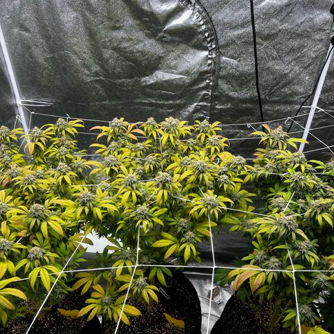 Blue Sunset Sherbet  growlog timeline photo
