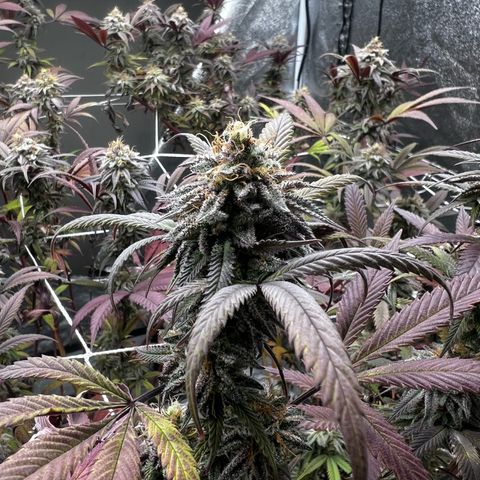 Blue Sunset Sherbet  growlog timeline photo