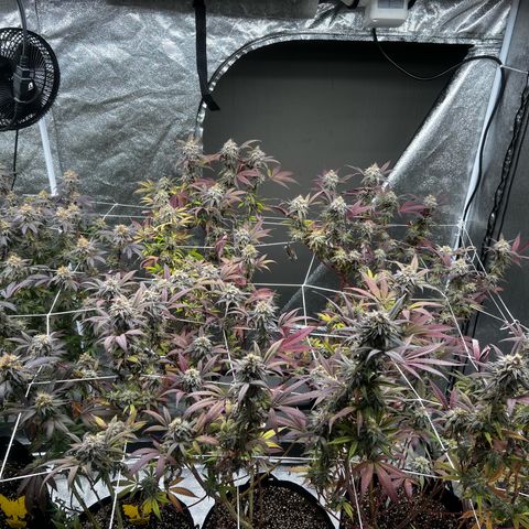 Blue Sunset Sherbet  growlog timeline photo