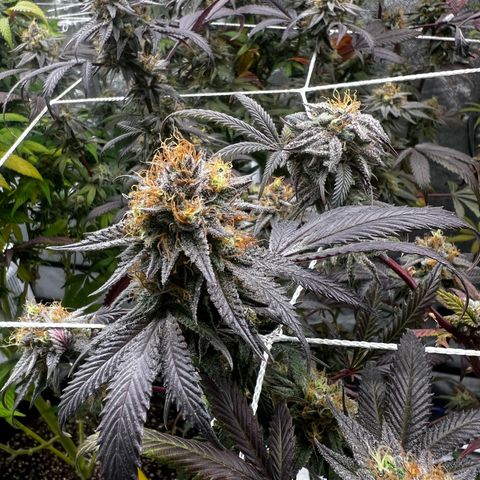 Blue Sunset Sherbet  growlog timeline photo