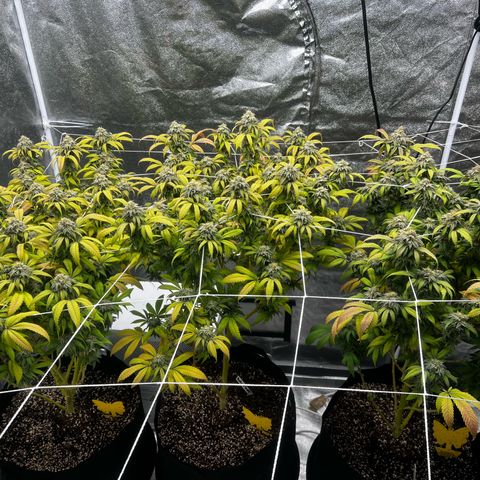 Blue Sunset Sherbet  growlog timeline photo