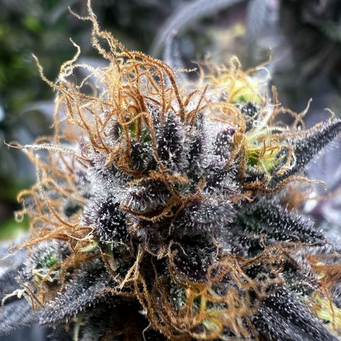 Blue Sunset Sherbet  growlog timeline photo