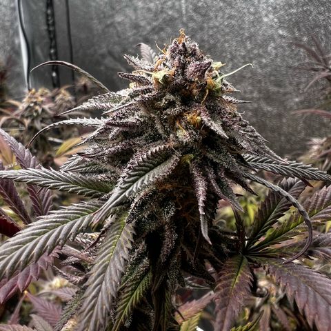 Blue Sunset Sherbet  growlog timeline photo