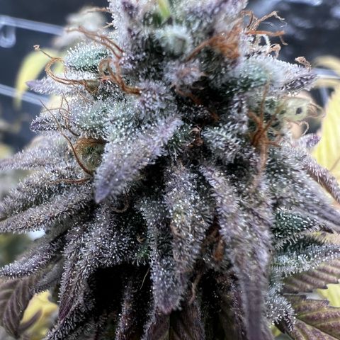 Blue Sunset Sherbet  growlog timeline photo
